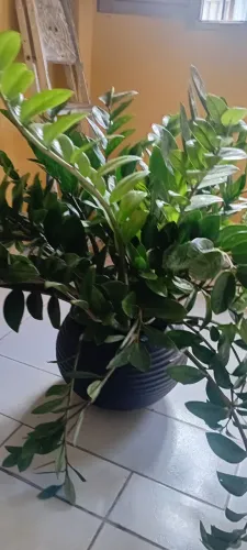Planta Zamiocuca