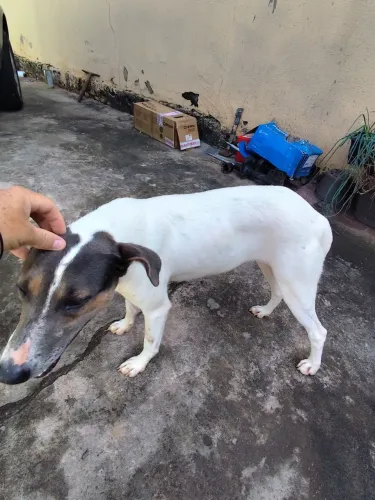 Doação de cachorra