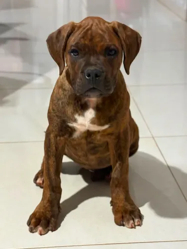 Filhotes de boxer