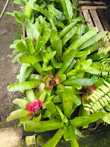 Bromélia neoregelia