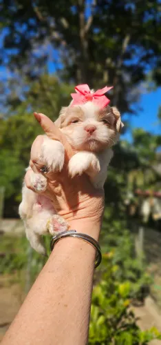 Shih-tzus Princesas - Estilo europeu