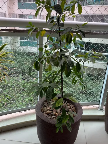 Vaso com planta 