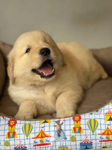  Filhotes de Golden Retriever Macho e Fêmea disponível 