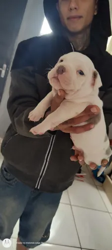 American Bully