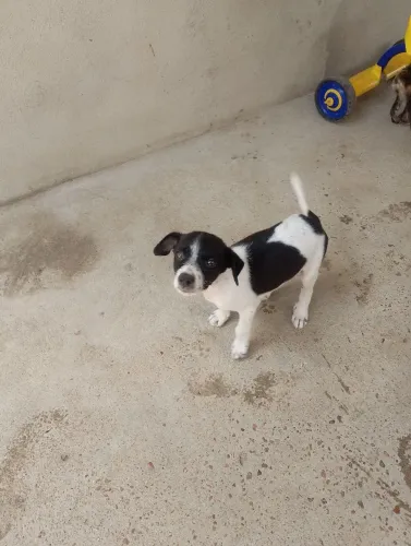 cachorro doação