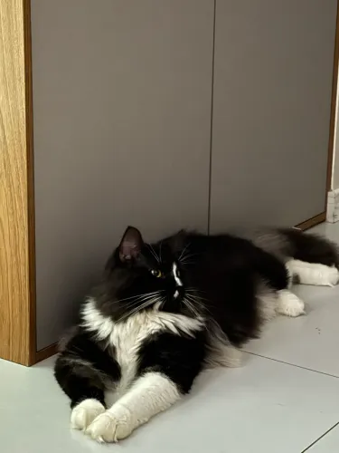 Maine coon