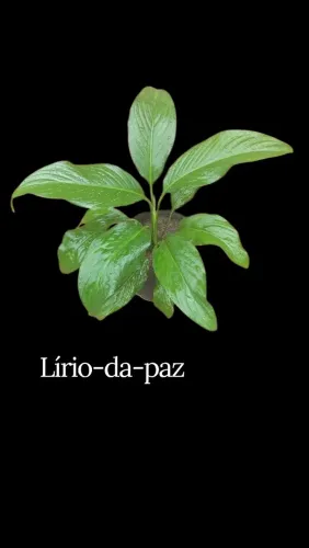 Lírio da paz