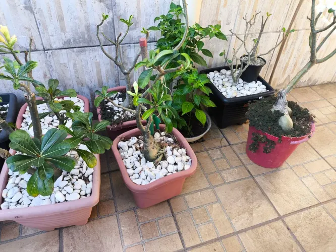 Rosas do deserto