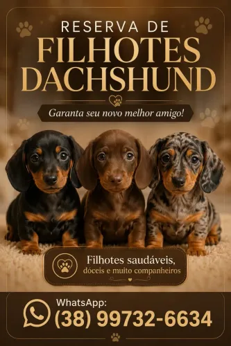 Filhote Teckel Dachshund