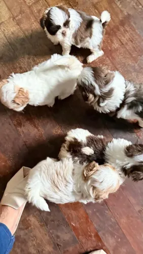 Cachorro Shitzu