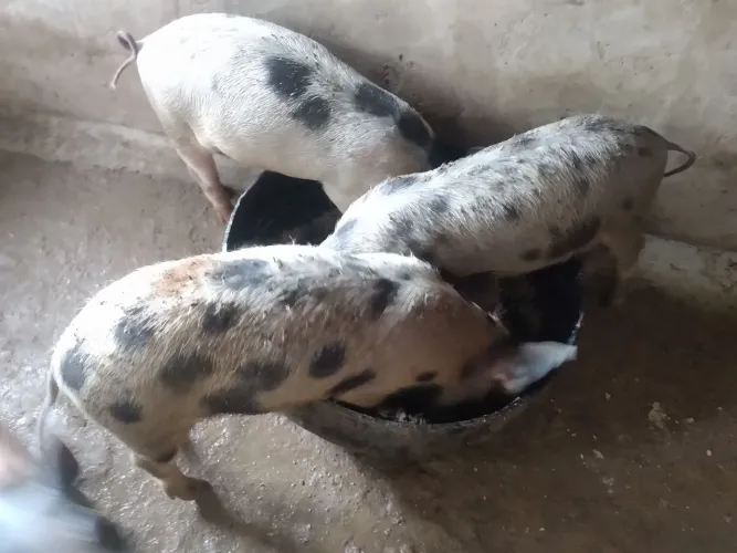 Porcos caipira a venda