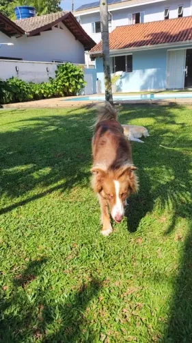 Doa-se Border Collie
