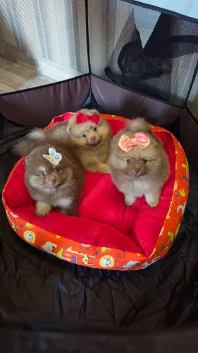 Spitz alemã fêmea 