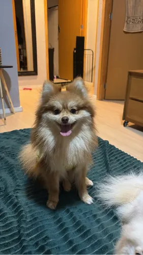 Spitz alemão fêmea mini