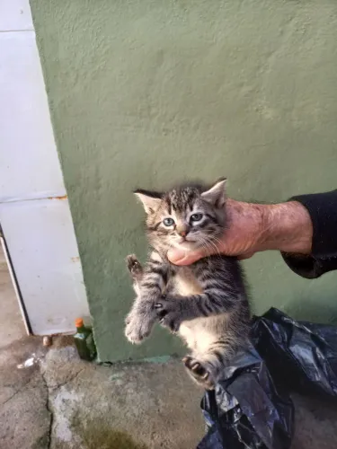 2 gatinhos pra doação 