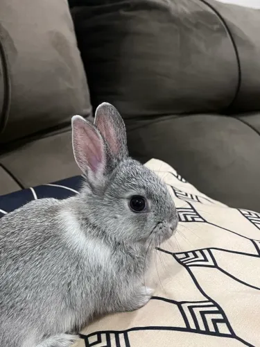Coelho 