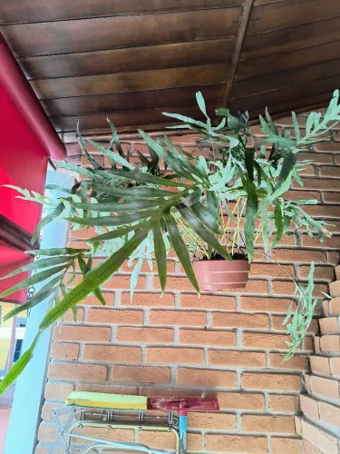 Samambaia azul