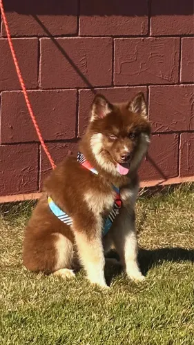 Husky mostly Red
