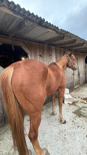 Cavalo Quarto de milha