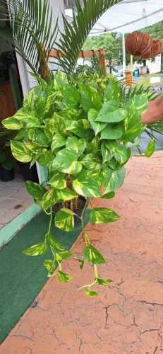 Planta jiboia (bem cheia)