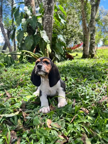 Basset Hound macho