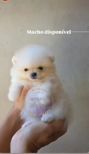 Spitz alemão temos lindos filhotes 