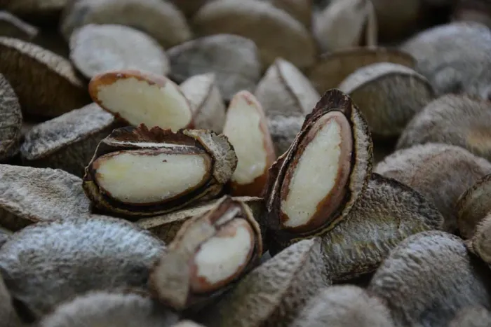 Castanha Safra nova e graúdas 