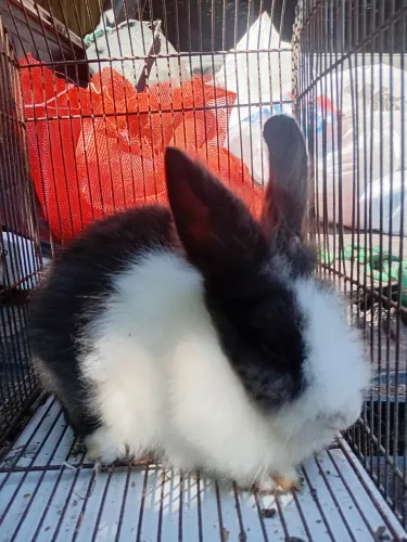 Mini coelho diferenciada