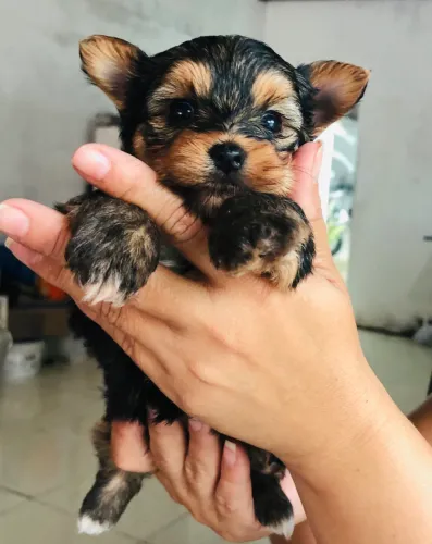Yorkshire terrier macho :