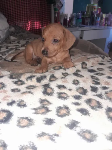 Vendo esse cachorro