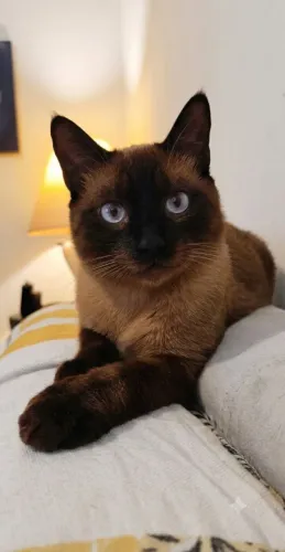 ADOÇÃO RESPONSÁVEL DE LINDO SIAMÊS