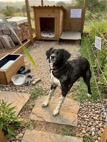 Doação de cachorro