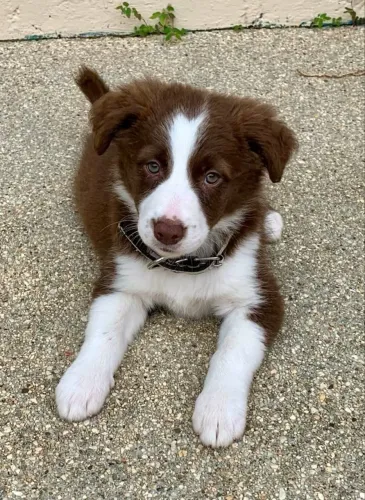 Border Collie disponível, venha visitar