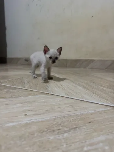 Gatos doar