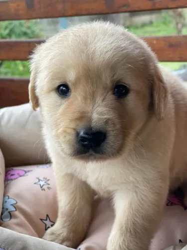 Golden Retriever | Prontos para ir- Chama no WhatsApp