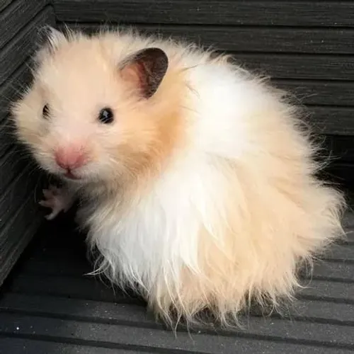 Hamster sírio angorá filhote 