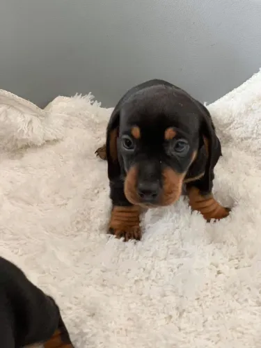Dachshund | Seu novo parceiro de cochilos e brincadeiras 