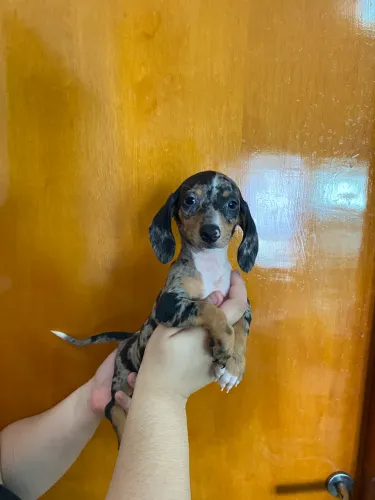Filhote de Cofap ( Daschund, Teckel, Basset) Fêmea Arlequim Mini! Disponível!