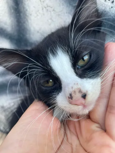 Adoção de gatos