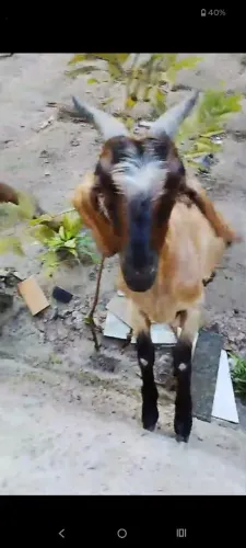 Animal