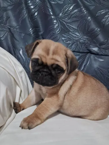 Filhote pug, Nada Como o Amor Verdadeiro de Um Cãozinho!