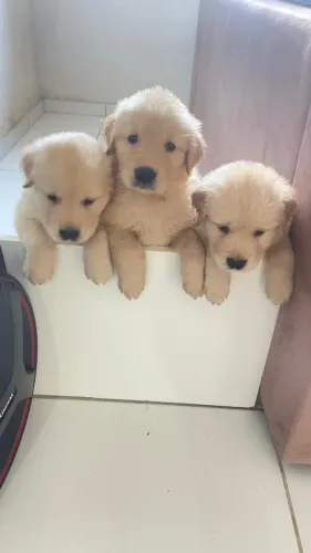 golden retriever cão de companhia