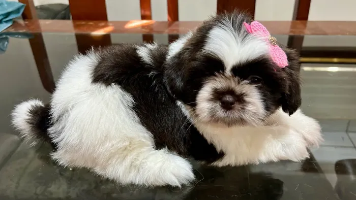 Shihtzu fêmea
