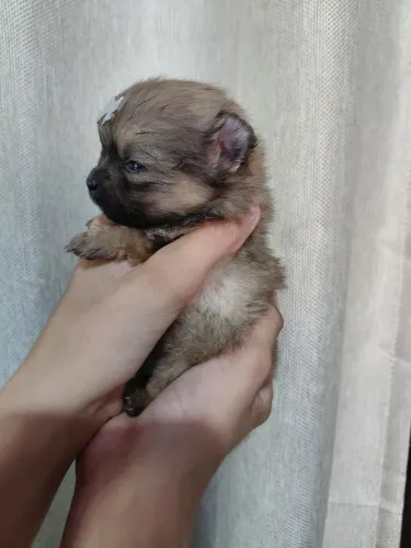 Machinho de Spitz/lulu Anão 