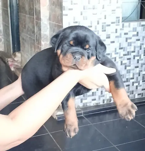 Rottweiler