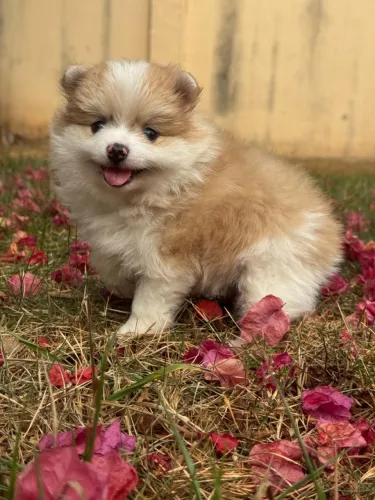 Lulu da Pomerania Anão