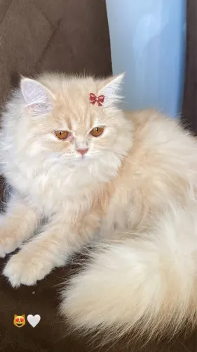 Gata persa