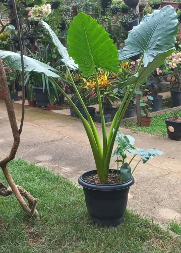 Folhagens e flores