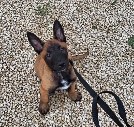 Pastor Belga Malinois