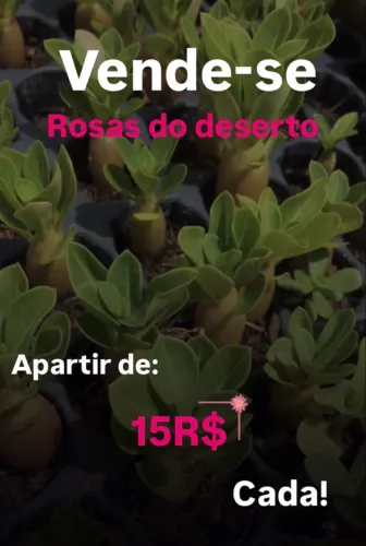 Rosas